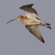 probabile maschio, Tessera (VE), 21.08.2012