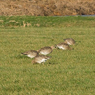 gruppo in attivit� trofica, dicembre