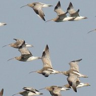 stormo in volo, febbraio