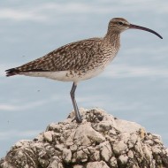 Scardovari (RO), 9.04.2016