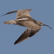 Scardovari (RO), 19.07.2014