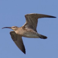 Nogara (VR), 7.04.2008