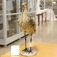 individuo conservato nel Museo G. Scarpa di Treviso