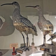 individui catturati in settembre e in ottobre, conservati nel Museo di Verona