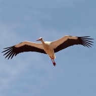 adulto in volo, maggio