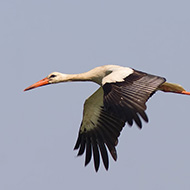 adulto in volo, maggio