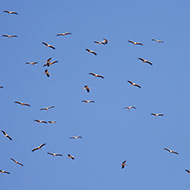 stormo in volo, agosto