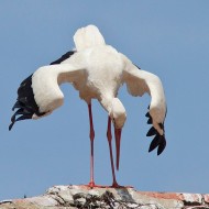 adulto in parata, maggio