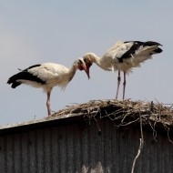 coppia in parata, giugno