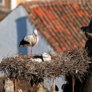 adulto e pulli, maggio