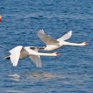 adulti in volo, Lago di Garda (VR), 19.10.2008