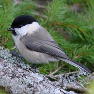 adulto, Monte Pizzoc (TV), 10.09.2015