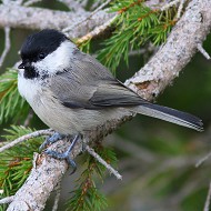 adulto, Monte Pizzoc (TV), 10.09.2015