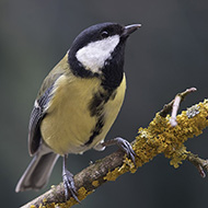 femmina, Verona, 5.03.2018