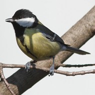 femmina, Favaro Veneto (VE), 10.02.2013