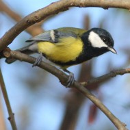 maschio, Sedico (BL), 11.11.2007