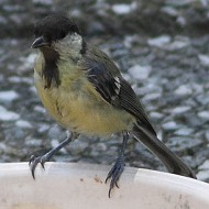 giovane, Favaro Veneto (VE), 26.07.2013