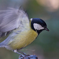 adulto, Verona, 18.01.2015