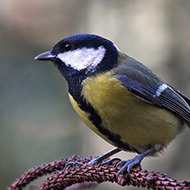 maschio, Verona, 18.01.2015