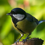 femmina, Verona, 26.12.2014