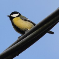 maschio, Sedico (BL), 18.11.2012