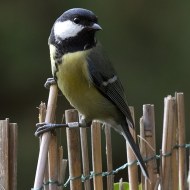 femmmina 1cy (1� inverno) inanellata in Ungheria, Verona, 9.11.2017