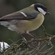 femmmina 2cy (1� inverno) inanellata in Ungheria, Verona, 3.03.2018