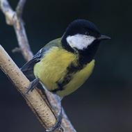 femmina, Verona, 30.10.2017