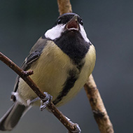 femmina 1cy (1� inverno), Verona, 7.11.2017