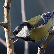 femmina, Verona, 20.01.2018
