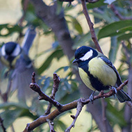maschio, Verona, 26.12.2014