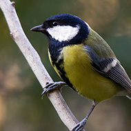 maschio, Verona, 26.12.2014