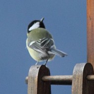 adulto in mangiatoia