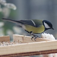 maschio in mangiatoia, Favaro Veneto (VE), 1.01.2009