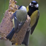 maschio in mangiatoia con cinciarella, Verona, 26.02.2015