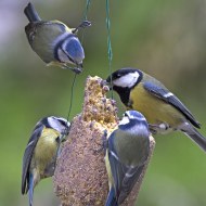 femmina in mangiatoia con cinciarelle, Verona, 26.02.2015