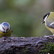 adulto con cinciarella, Verona, 30.12.2014