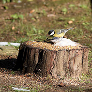 adulto in mangiatoia con pettirosso, Favaro Veneto (VE), 9.12.2012