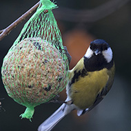 adulto in mangiatoia, Verona, 30.10.2017
