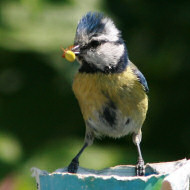 adulto, Arqu� Petrarca (PD), 13.05.2007