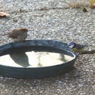 adulto con capinera, Favaro Veneto (VE), 1.01.2016