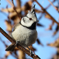 adulto, Nevegal (BL), 16.02.2019