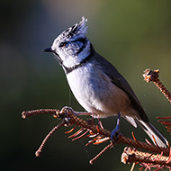 adulto, Lessinia (VR), 16.10.2017