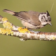giovane, Monte Grappa (TV), 19.07.2007