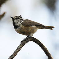 giovane, Breonio - Lessinia (VR), 20.07.2012