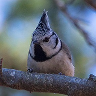 adulto, Lessinia (VR), 17.02.2019