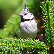 adulto, Lessinia (VR), 28.06.2008