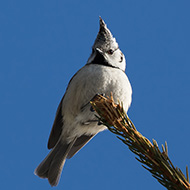 adulto, Lessinia (VR), 14.02.2017