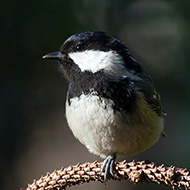 maschio, Verona, 12.02.2015