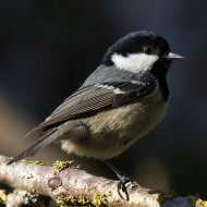 femmina, Verona, 12.02.2015